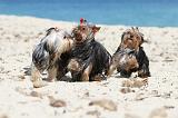 YORKSHIRE TERRIER 130